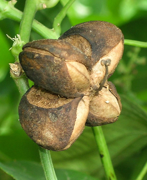 Mountain Almond