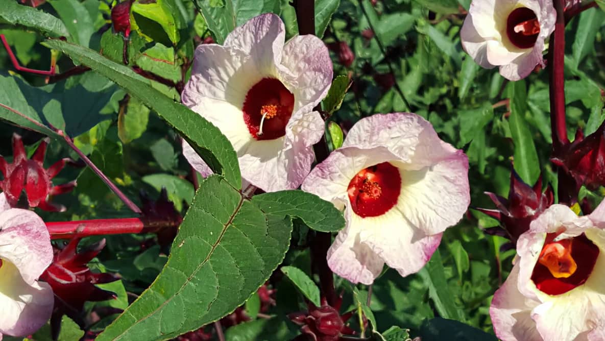 Guinea sorb or Bissap flower