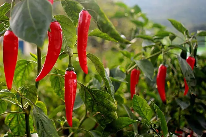 red chili pepper